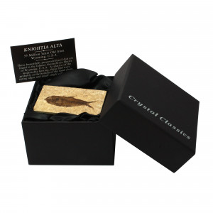 Fossil Gift Box,  Small, Fossil Fish
